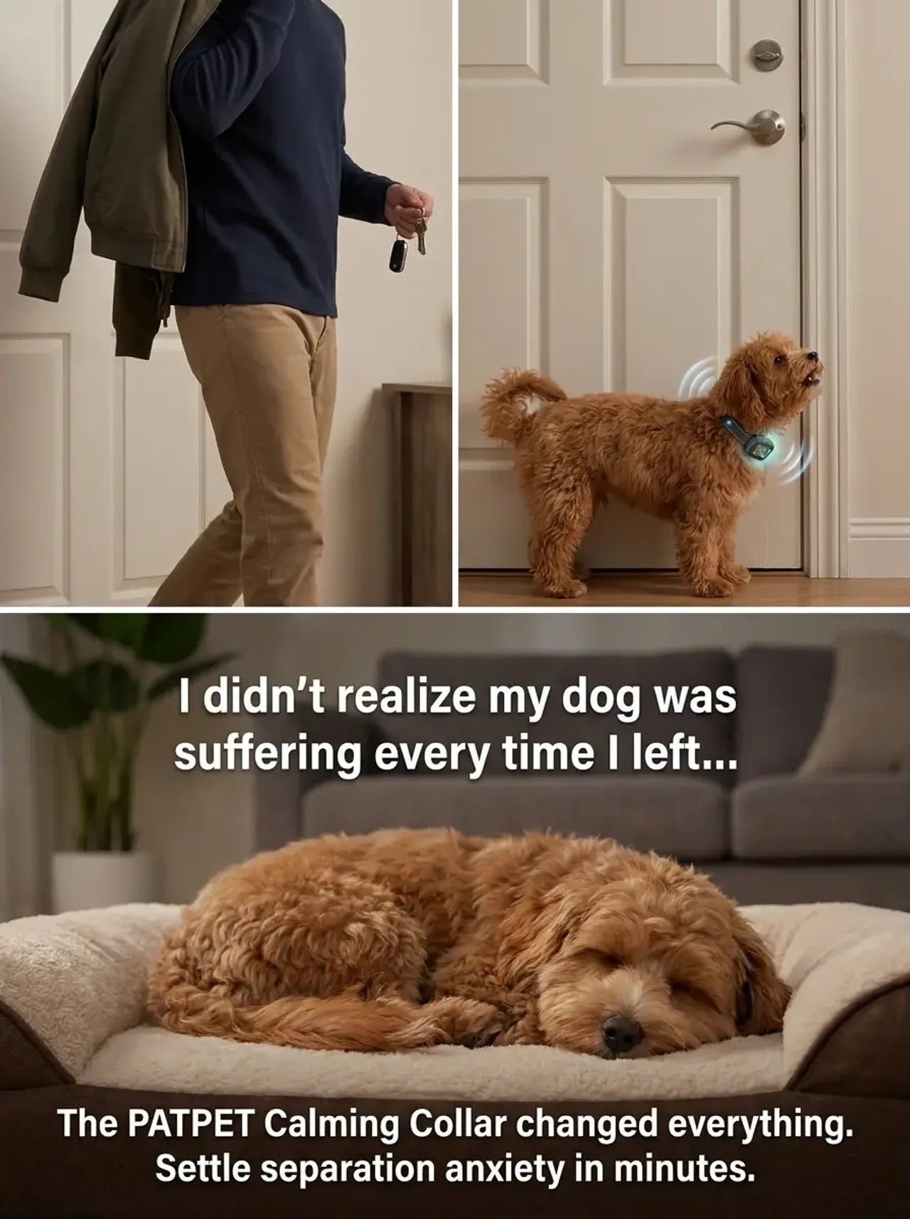 Dog wearing Mello collar at door — separation anxiety gently detected and resolved automatically