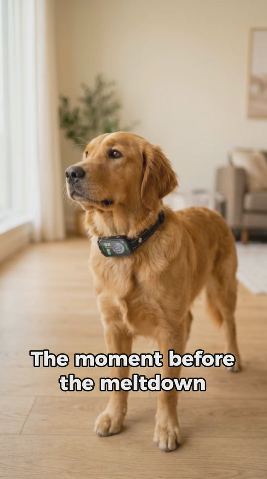 Mello — No-Shock Calming Collar for Anxious & Reactive Dogs